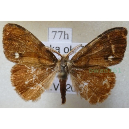 Orgyia antiqua (Linnaeus, 1758) male Znamionówka starka Poland77h